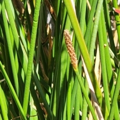 Eleocharis acuta at Gundaroo, NSW - 11 Jan 2023