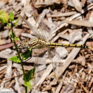 Orthetrum caledonicum at Acton, ACT - 11 Jan 2023 11:25 AM