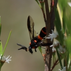 Pterygophorus cinctus (Bottlebrush sawfly) at Cook, ACT - 10 Jan 2023 by Tammy