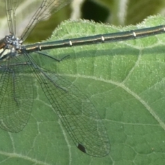 Austroargiolestes icteromelas at QPRC LGA - 10 Jan 2023