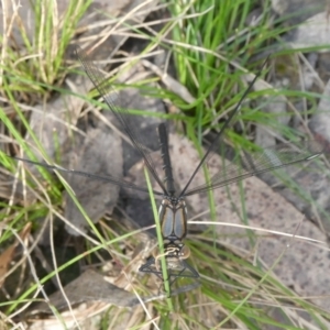 Diphlebia lestoides at Charleys Forest, NSW - 27 Oct 2022