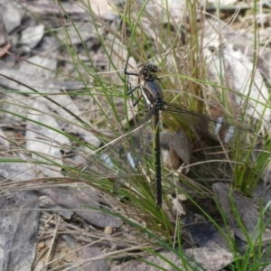 Diphlebia lestoides at Charleys Forest, NSW - 27 Oct 2022