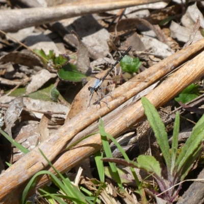 Austroargiolestes calcaris (Powdered Flatwing) at Mongarlowe River - 16 Oct 2022 by arjay