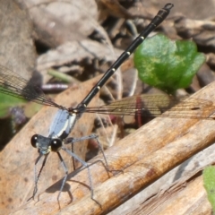 Austroargiolestes calcaris at QPRC LGA - suppressed