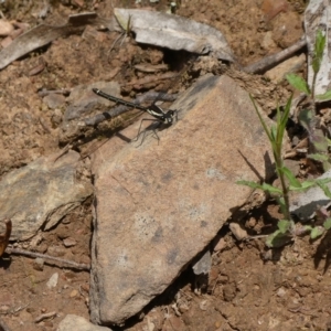 Argiolestidae (family) at QPRC LGA - suppressed