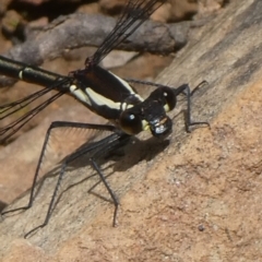 Argiolestidae (family) at QPRC LGA - 16 Oct 2022