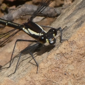 Argiolestidae (family) at QPRC LGA - suppressed