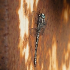 Austroaeschna parvistigma (Swamp Darner) at Charleys Forest, NSW - 30 Apr 2022 by arjay