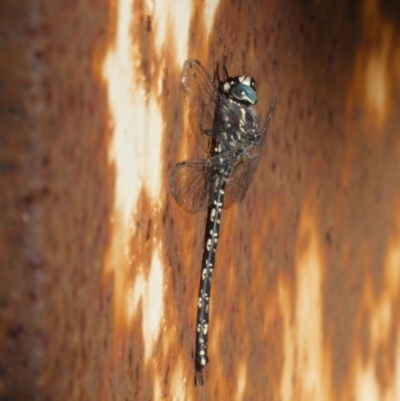 Austroaeschna parvistigma (Swamp Darner) at Charleys Forest, NSW - 30 Apr 2022 by arjay