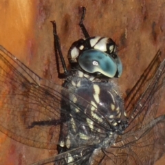 Austroaeschna parvistigma at QPRC LGA - 30 Apr 2022