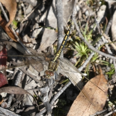 Orthetrum caledonicum (Blue Skimmer) at Mongarlowe River - 16 Feb 2022 by arjay