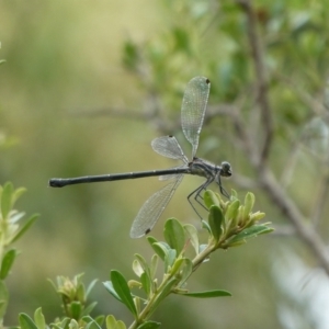 Argiolestidae (family) at QPRC LGA - 18 Jan 2022