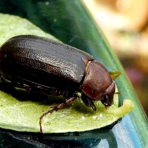 Melolonthinae (subfamily) at Crooked Corner, NSW - 4 Jan 2023 12:22 PM