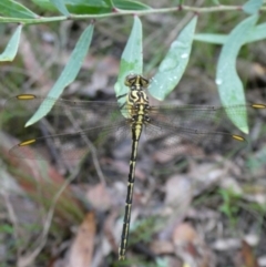 Austrogomphus guerini (Yellow-striped Hunter) at Mongarlowe River - 13 Jan 2022 by arjay