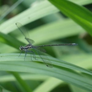 Austroargiolestes sp. (genus) at QPRC LGA - 2 Jan 2022