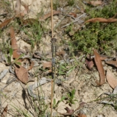 Orthetrum caledonicum (Blue Skimmer) at Charleys Forest, NSW - 5 Mar 2021 by arjay