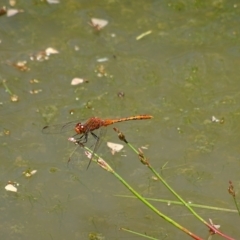 Diplacodes bipunctata (Wandering Percher) at Charleys Forest, NSW - 21 Dec 2021 by arjay