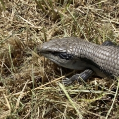 Tiliqua scincoides scincoides (Eastern Blue-tongue) at Coombs, ACT - 11 Jan 2023 by SteveBorkowskis