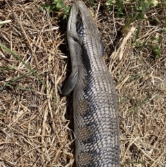 Tiliqua scincoides scincoides at Coombs, ACT - 11 Jan 2023