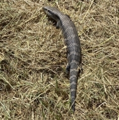 Tiliqua scincoides scincoides at Coombs, ACT - 11 Jan 2023