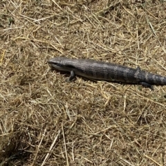 Tiliqua scincoides scincoides at Coombs, ACT - 11 Jan 2023