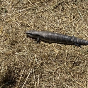 Tiliqua scincoides scincoides at Coombs, ACT - 11 Jan 2023