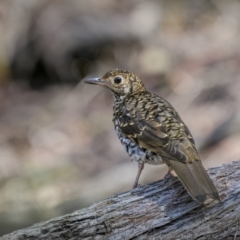 Zoothera lunulata (Bassian Thrush) at Glen Allen, NSW - 9 Jan 2023 by trevsci