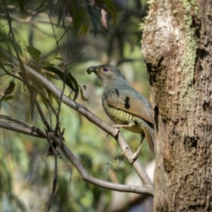 Ptilonorhynchus violaceus at Glen Allen, NSW - 10 Jan 2023