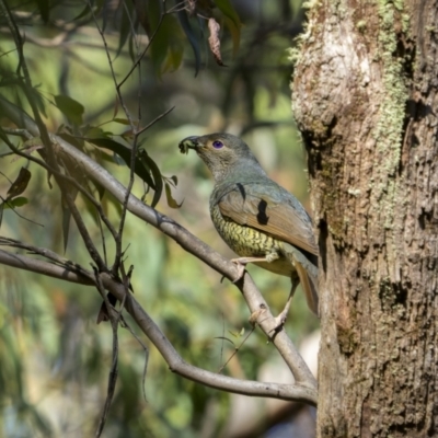 Ptilonorhynchus violaceus (Satin Bowerbird) at Nunnock Swamp - 9 Jan 2023 by trevsci