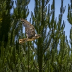 Falco berigora at Coolumbooka, NSW - 9 Jan 2023