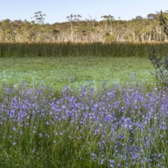 Utricularia dichotoma (Fairy Aprons, Purple Bladderwort) at South East Forest National Park - 9 Jan 2023 by trevsci