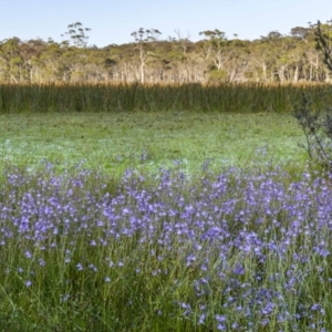 Utricularia dichotoma at Glen Allen, NSW - 10 Jan 2023