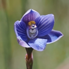 Thelymitra alpicola (Striped Alpine Sun Orchid) by RAllen