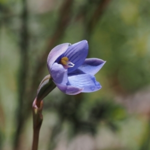 Thelymitra alpicola at suppressed - 8 Jan 2023