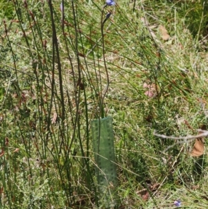 Thelymitra alpicola at suppressed - 8 Jan 2023