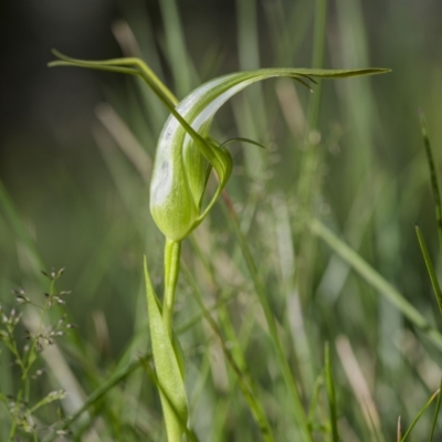 Pterostylis falcata (Sickle Greenhood) at Glen Allen, NSW - 9 Jan 2023 by trevsci