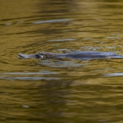 Ornithorhynchus anatinus (Platypus) at Bombala, NSW - 8 Jan 2023 by trevsci