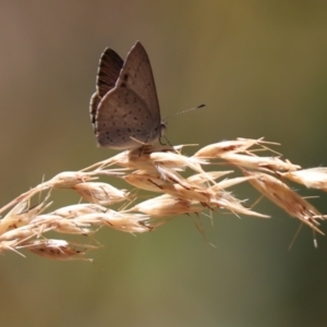 Erina hyacinthina at Aranda, ACT - 11 Jan 2023 11:26 AM