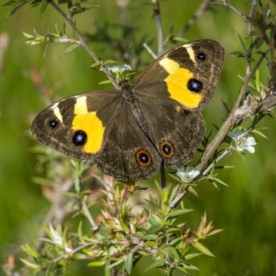 Tisiphone abeona (Varied Sword-grass Brown) at Nunnock Swamp - 9 Jan 2023 by trevsci