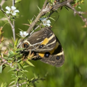 Tisiphone abeona at Glen Allen, NSW - 10 Jan 2023