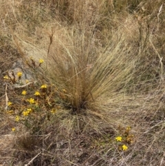 Nassella trichotoma (Serrated Tussock) at Watson, ACT - 10 Jan 2023 by waltraud