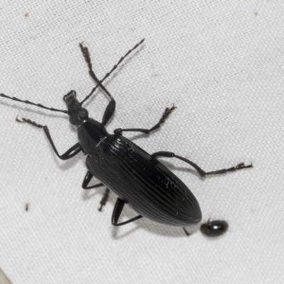 Tanychilus sp. (genus) (Comb-clawed beetle) at Higgins, ACT - 24 Dec 2022 by AlisonMilton