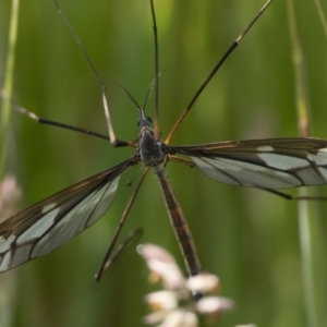 Ptilogyna (Plusiomyia) olliffi at Paddys River, ACT - 11 Jan 2023