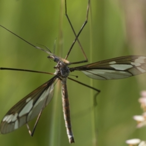 Ptilogyna (Plusiomyia) olliffi at Paddys River, ACT - 11 Jan 2023