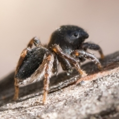 Maratus proszynskii (Peacock spider) at Gibraltar Pines - 10 Jan 2023 by patrickcox