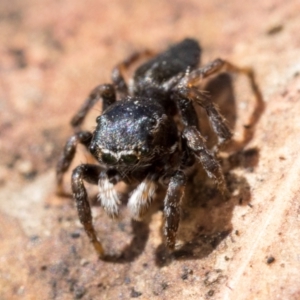 Maratus proszynskii at Paddys River, ACT - 11 Jan 2023