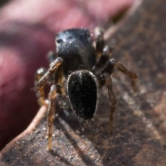 Maratus proszynskii at Paddys River, ACT - 11 Jan 2023