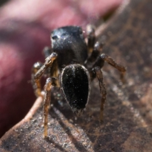 Maratus proszynskii at Paddys River, ACT - 11 Jan 2023