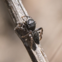 Maratus proszynskii at Paddys River, ACT - 11 Jan 2023