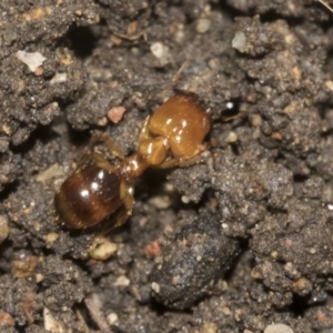 Pheidole sp. (genus) at Higgins, ACT - 24 Dec 2022